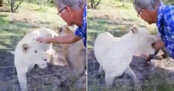 Se hace el gracioso con una leona y casi pierde la vida