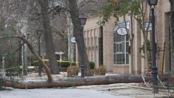 Muere niña tras caerle árbol encima durante campamento