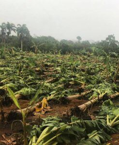 Ventarrón arrasa plantaciones agrícolas en comunidades del Cibao