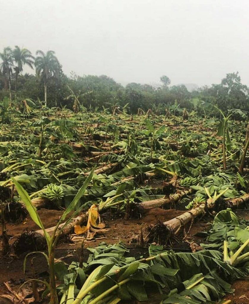 Ventarrón arrasa plantaciones agrícolas en comunidades del Cibao