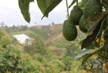 Asesinan hombre por un aguacate