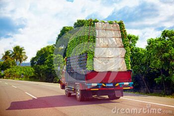 Roban camión cargado de plátanos