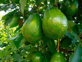 Pierde la vida por un aguacate