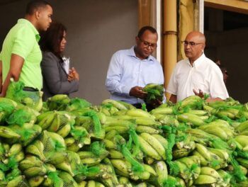Gobierno asegura ventas de plátanos a RD$7.00 la unidad