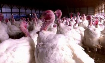 La celebración de la cena de Acción de gracias es una tradición entre los estadounidenses
