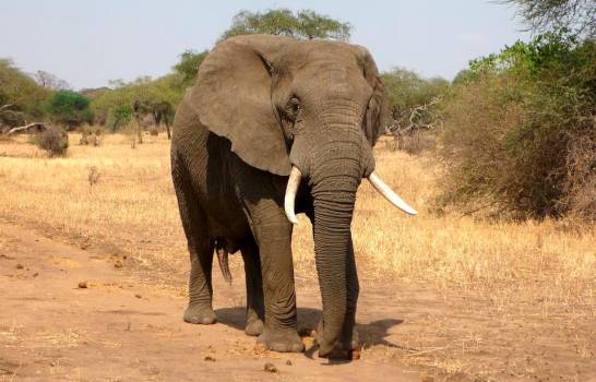 Elefante mata a cinco personas en la India
