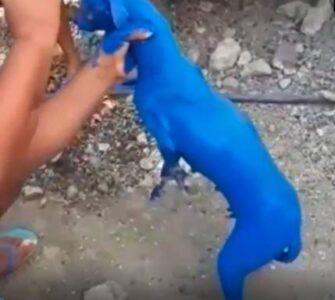 A la cárcel hombre que pinto de azul un perrito