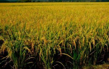 Ministerio de Agricultura asegura el país produce alimentos suficiente