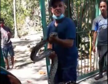 Encuentran una culebra grandisima en Cristo Rey