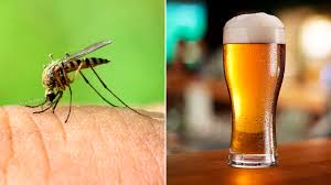 Los mosquitos prefieren picar a los que toman cerveza y tienen sicote