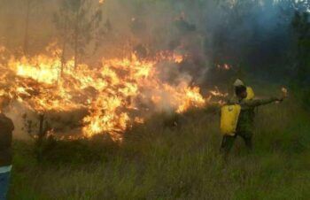 Ciudadanos aprovechan cuarentena para depredación de bosques y ríos