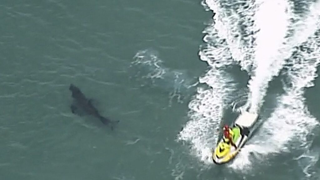 FOTO: Tiburón blanco mata a un hombre de 60 años y escapa mar adentro