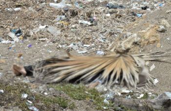 Mujer es encontrada muerta en Malecón de Santo Domingo