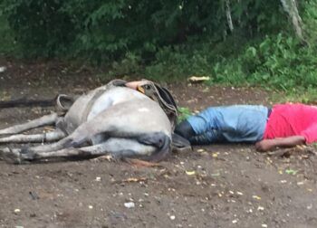 Agricultor y su caballo mueren al hacer contacto con cable tendido eléctrico