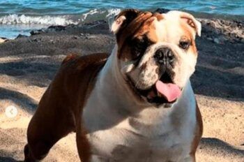 Ofrecen casi medio millón para quien de con paradero de un perro