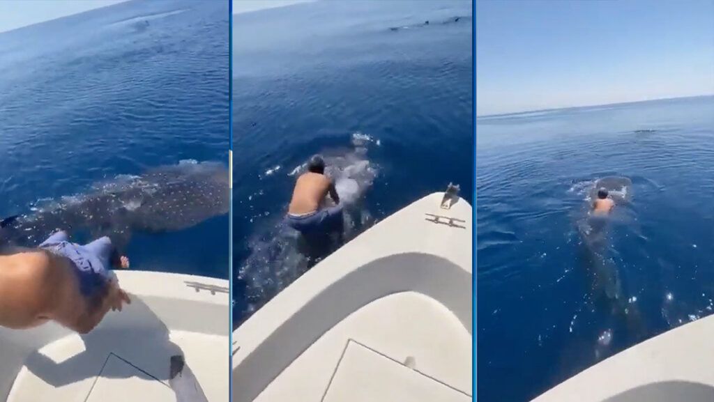 VIDEO: Un hombre salta sobre un tiburón ballena y lo monta como un jinete