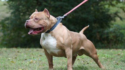 Perro pitbull mata a su dueña