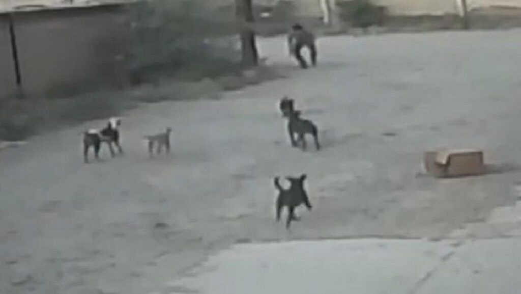 Hombre muere mordido por grupo de perros que lo atacaron mientras caminaba por la calle