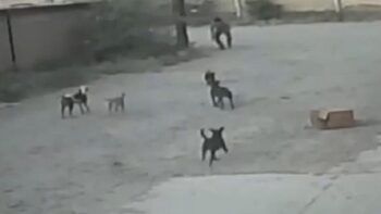 Hombre muere mordido por grupo de perros que lo atacaron mientras caminaba por la calle