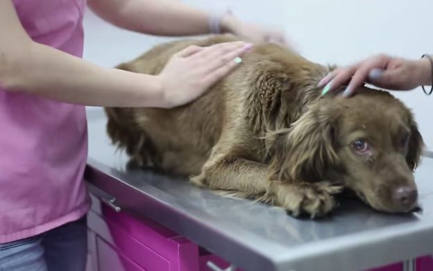 Médicos veterinarios celebran su día este jueves 29 de octubre