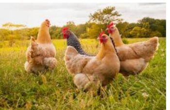 Hombre fue grabado por su esposa teniendo sexo con 29 gallinas