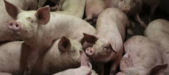 Nueva cepa de coronavirus en cerdos podría infectar a humanos
