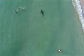 Hombre es mordido por un tiburón en South Beach