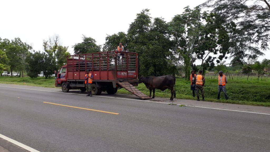 Desarrollan operativo de orientación de movilidad animal
