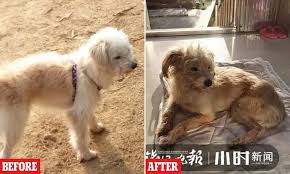 En China un perrito camina 50 kilómetros en 26 días para volver a su hogar 