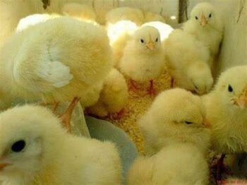 Ganadería entrega junto al IAD 40,000 pollos bebé a productores en Monte Plata