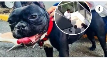 Meten preso al hombre que golpeó a una perrita