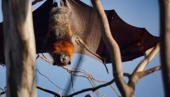Qué es el virus Nipah, que genera alarma en Asia y podría ser la próxima pandemia mundial