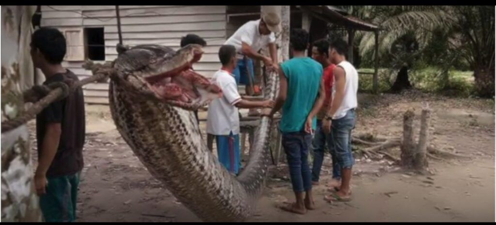 Matan y se comen frita a una pitón gigante