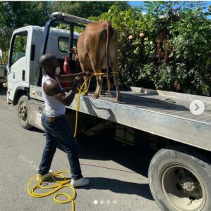 Meten presa una vaca en San Cristobal