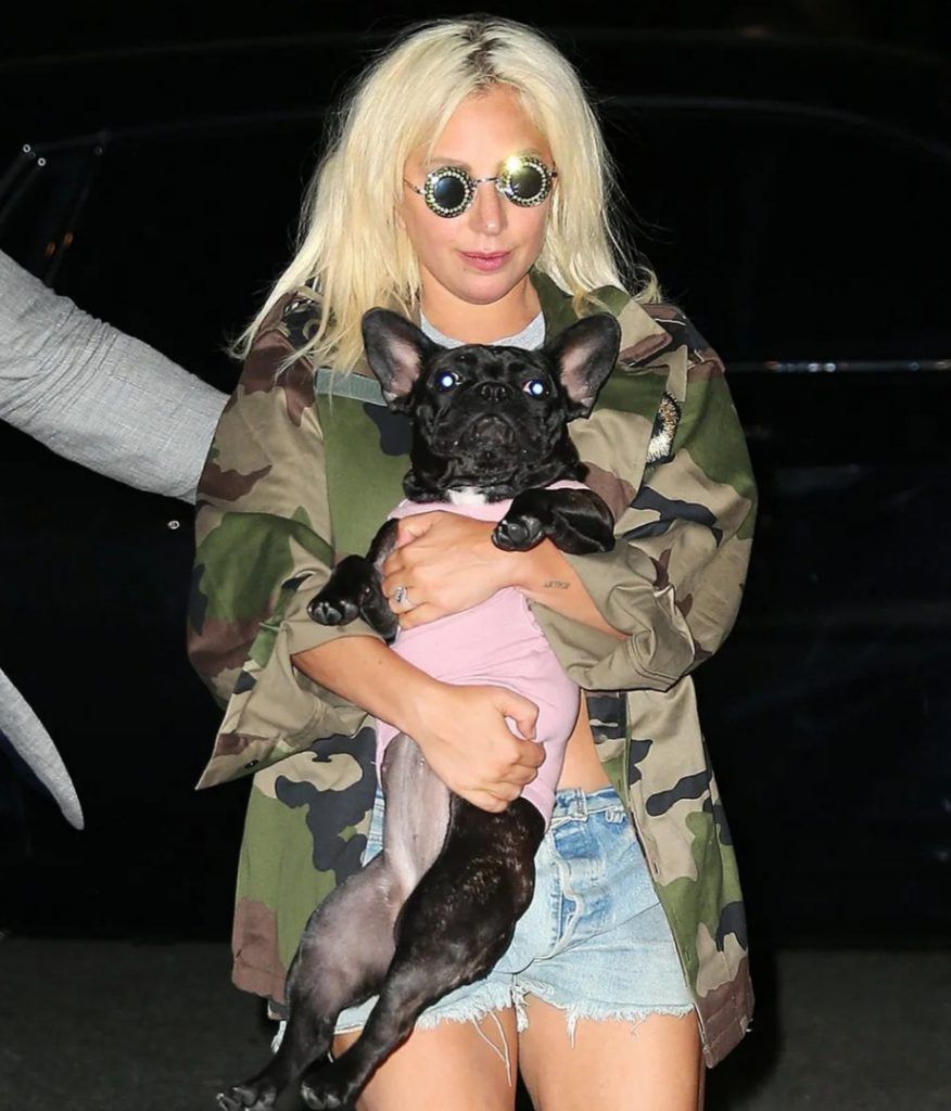 Medio millón de dolares a quién dé con el paradero de dos perros robados a Lady Gaga