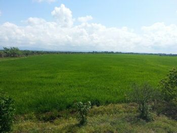 Fijan precios de arroz a 27 pesos la libra