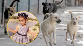 Perros callejeros matan niña de cuatro años