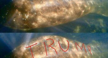 Recompensa por atrapar al que grabó la palabra “Trump” en un manatí