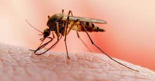 La malaria ha afectado a mas de ocho mil dominicanos en la última década