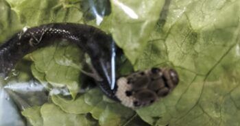 Hombre encuentra serpiente en lechuga del súper