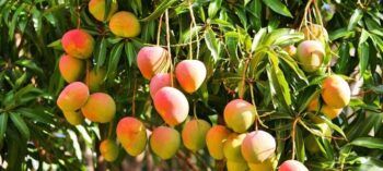 Matan hombre por un mango