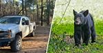 Sale a pasear a sus perros y es atacada por una osa y sus cachorros