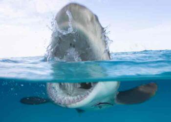 Tiburón muerde a una mujer de 64 años en una playa de Florida