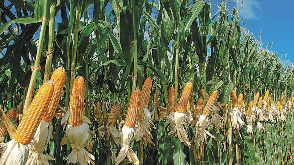 Gobierno anuncia subsidio al maíz, trigo, soya, harina y grasas