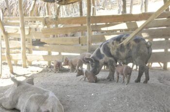 Funcionarios de la DIGEGA asisten a productores porcinos de Montecristi y Dajabón