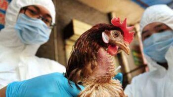 Detectan el primer caso de gripe aviar H10N3 en humanos y mide su riesgo de propagación a gran escala
