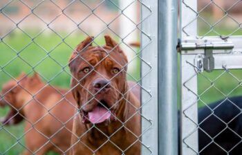 Niño de 3 años muere mutilado por los perros de la familia