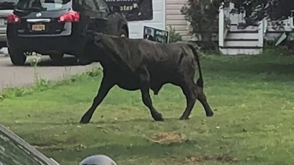 Toro de 1,500 libras tiene varios días suelto en vecindario de Nueva York