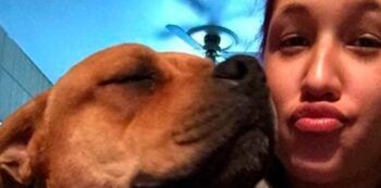 Buscó adoptar una mascota y encontró a su perro perdido hace dos años