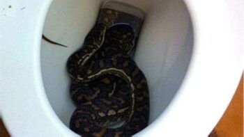 Serpiente muerde hombre que estaba sentado en el inodoro